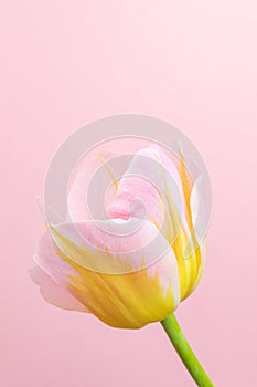 Pink-yellow tulip on a pink background.