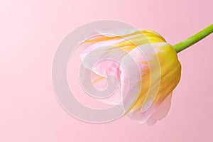 Pink-yellow tulip on a pink background.