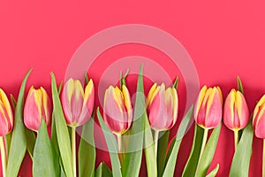 Pink and yellow tulip spring flowers in a row at bottom of pink colored background with blank copy space