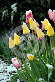 Pink and yellow tulip under snow