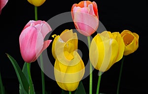 Pink and yellow tulips black Easter background