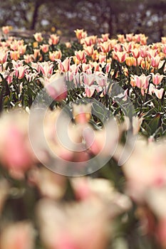 Pink and yellow tulips in the feild