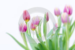 Pink and yellow Tulips photo