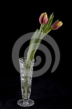 Pink and yellow tulips in a glass vase.