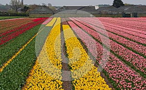 Pink and yellow tulips growing in a field near Keukenhof Gardens, Lisse, South Holland