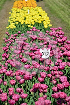 Pink and Yellow Tulips at the at Veldheer Tulip Garden in Holland