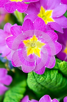 Pink-yellow Viola flower