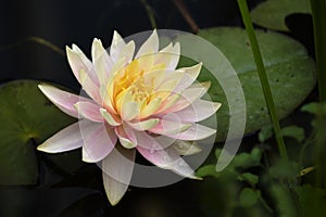 Pink and yellow water lily blossom in a dark lake, copy space