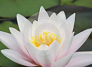 A Pink and Yellow Water Lily Flower