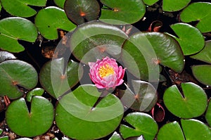 Pink and yellow water lily flower and green lily pads