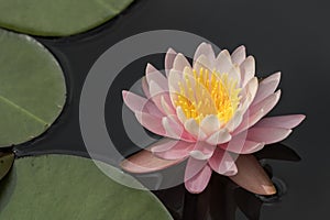 Pink and yellow water lily flower - nymphaea