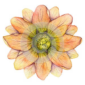 Pink and yellow watercolor flower chamomile gerbera chrysanthemum isolated on white background top view.