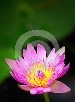 Pink and yellow waterlily