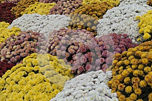 Pink, Yellow, and White Chrysanthemums in a Garden