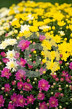 pink yellow and white garden mums or chrysanthemum flowers