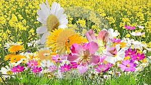 Pink  yellow white  red lilac flowers on wild field with yellow dandelions  and white daisy   green grass nature landscape