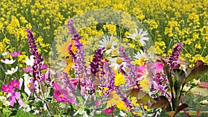 pink  yellow white  red lilac flowers on wild field with yellow dandelions  and white daisy   green grass nature landscape