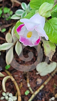 Pink, yellow and white wishbone flower