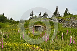 Pink and yellow wildflower field with root cellar built into slope