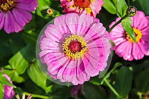 Pink yellow zinnia violacea flower blooming in garden with insect top view background