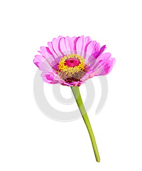 Pink yellow zinnia violacea flower blooming with green stem isolated on white background ,clipping path