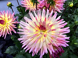 Pink and yellower dahlia with blurred green leaf background