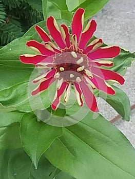 Pink and yellowish white flower