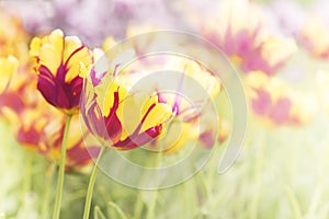 Pink and yellowtulips in garden, spring day landscape