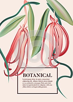 Pink ylang ylang watercolor wild herb flower, nature poster. Realistic design, botanical background, organic nature flyer art.