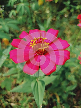 Pink zenia flower photo