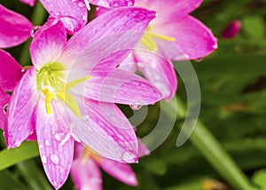 Pink Zephyranthes