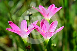 Pink Zephyranthes Flower Blossom