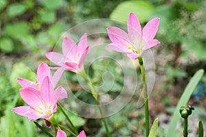 Pink zephyranthes flower (Rain Lily)