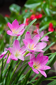 Pink zephyranthes flowers. Rain Lily