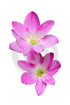 Pink zephyranthes flowers. Rain Lily