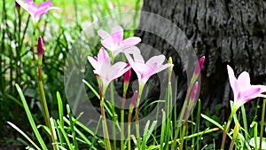 Pink zephyranthes grandiflora with the wind blows all the time. No Sound.