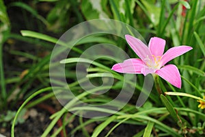 Pink zephyranthes lily flower in the garden