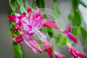 Pink Zigocactus Flowers
