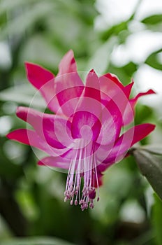 Pink Zigocactus Flowers