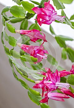 Pink Zigocactus Flowers