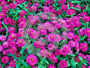 Pink Zinnia Angustifolia, the narrow-leaf zinnia blooming in the garden, Hybrids between Z. angustifolia and other species. photo