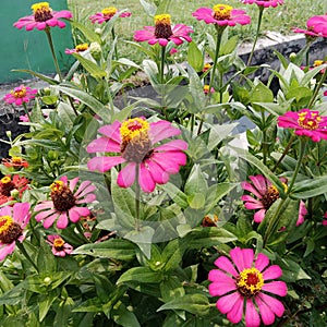 Pink Zinnia asterales