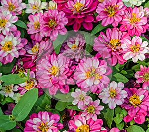 Pink Zinnia elegans