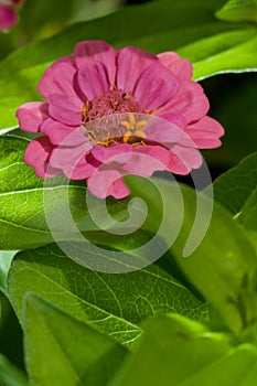 Pink Zinnia flower