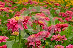 Pink Zinnia Flower