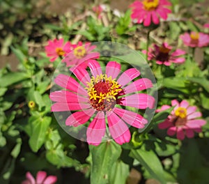 Pink zinnia flower is blooming in the garden. Zinnia elegans.