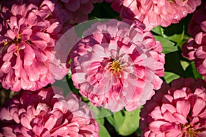 Pink Zinnia flower blooming in sunny day