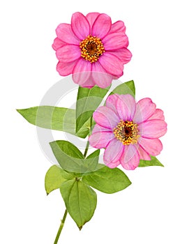 A pink zinnia flower branch on white