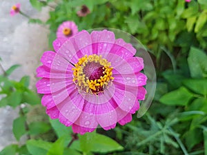 Pink Zinnia flower with dew in the garden. Nature background