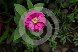 Pink zinnia flower with dreamy background